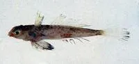 Philippines dragonet (Synchiropus grinnelli)