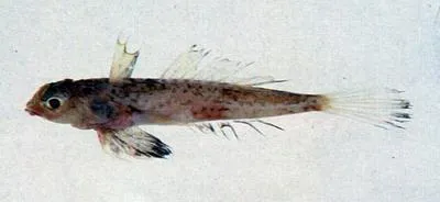 Philippines dragonet (Synchiropus grinnelli)