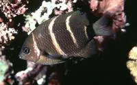 Phoenix devil (Plectroglyphidodon phoenixensis)