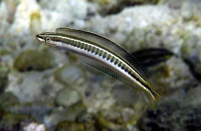 Piano fangblenny (Plagiotremus tapeinosoma)