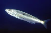Picarel (Spicara smaris)