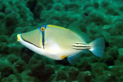 Picasso triggerfish (Rhinecanthus assasi)