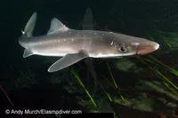 Picked dogfish (Squalus acanthias)