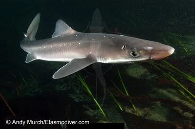 Picked dogfish (Squalus acanthias)