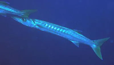 Pickhandle barracuda (Sphyraena jello)