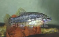 Picotee goodeid (Zoogoneticus quitzeoensis)