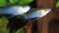 Picotee livebearer (Phallichthys fairweatheri)