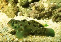 Picturesque dragonet (Synchiropus picturatus)