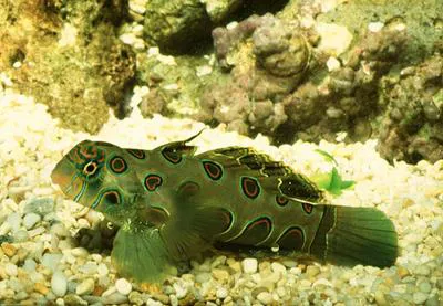Picturesque dragonet (Synchiropus picturatus)