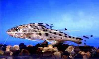 Pictus cat (Pimelodus pictus)