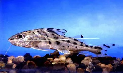 Pictus cat (Pimelodus pictus)