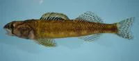Piedmont darter (Percina crassa)
