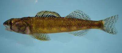 Piedmont darter (Percina crassa)