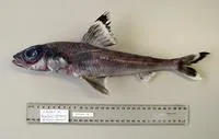 Piedtip cucumberfish (Paraulopus okamurai)