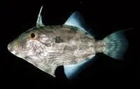 Pig faced leather jacket (Paramonacanthus choirocephalus)