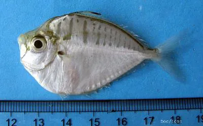 Pig-nosed pony-fish (Secutor interruptus)