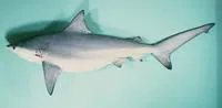 Pigeye shark (Carcharhinus amboinensis)