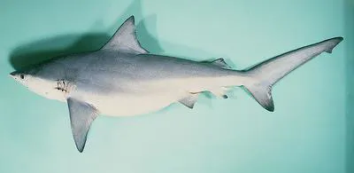 Pigeye shark (Carcharhinus amboinensis)