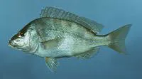 Pigfish (Orthopristis chrysoptera)