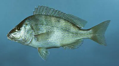 Pigfish (Orthopristis chrysoptera)
