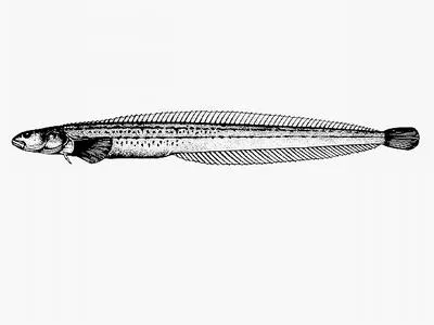 Pighead prickleback (Acantholumpenus mackayi)