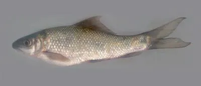 Pigmouth carp (Labeo kontius)