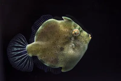 Pigmy leatherjacket (Brachaluteres jacksonianus)