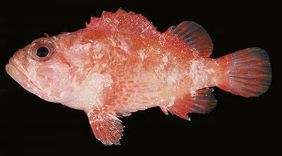Pigmy scorpionfish (Sebastapistes fowleri)