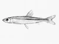 Pigmy smelt (Osmerus spectrum)