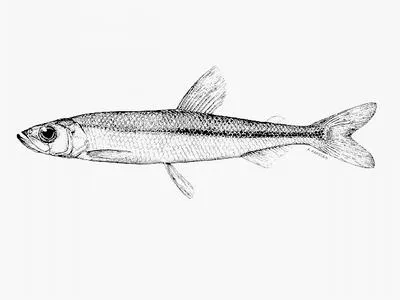 Pigmy smelt (Osmerus spectrum)