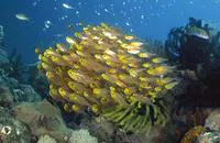 Pigmy sweeper (Parapriacanthus ransonneti)