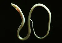 Pignosed arrowtooth eel (Dysomma brevirostre)