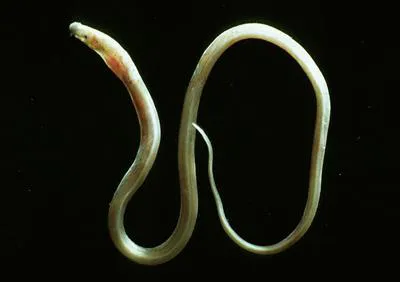Pignosed arrowtooth eel (Dysomma brevirostre)