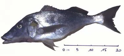 Pigsnout grunt (Pomadasys rogerii)