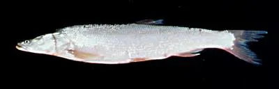 Pike asp (Aspiolucius esocinus)
