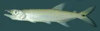 Pike characin (Acestrorhynchus microlepis)
