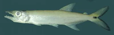 Pike characin (Acestrorhynchus microlepis)
