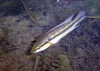 Pike cichlid (Crenicichla lepidota)