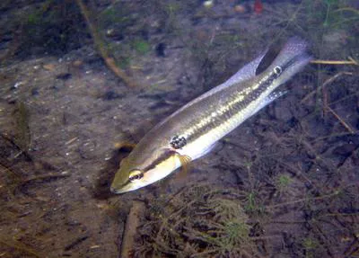 Pike cichlid (Crenicichla lepidota)