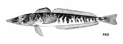 Pike icefish (Champsocephalus esox)
