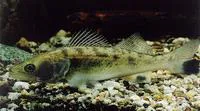 Pike-perch (Sander lucioperca)