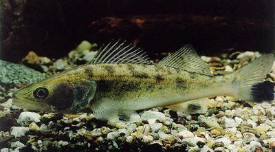 Pike-perch (Sander lucioperca)