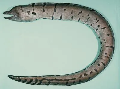 Pike's moray (Gymnothorax pikei)
