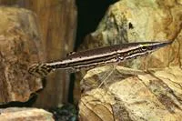 Pikehead (Luciocephalus pulcher)
