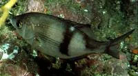Pile perch (Rhacochilus vacca)