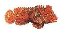 Pillow velvetfish (Paraploactis pulvinus)