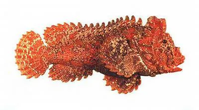 Pillow velvetfish (Paraploactis pulvinus)