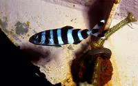 Pilotfish (Naucrates ductor)
