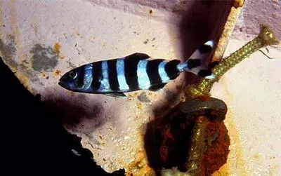 Pilotfish (Naucrates ductor)