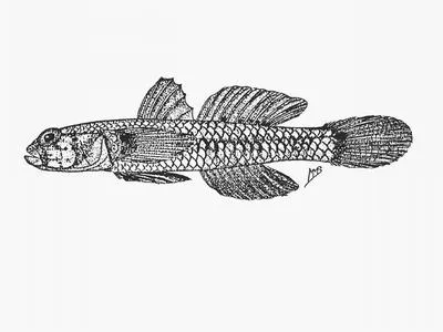 Pinafore goby (Drombus simulus)
